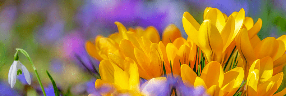 Frühling - Ihr Gesundheitspartner für die sonnige Jahreszeit